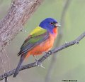 _B222911 painted bunting